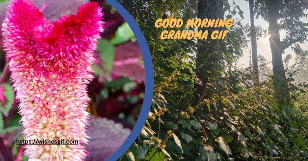 good morning grandma gif