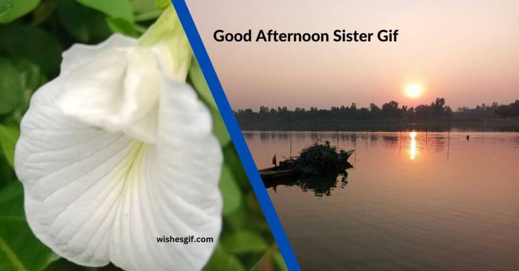 Good Afternoon Sister Gif